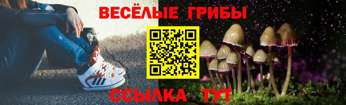Галлюциногенные грибы Psilocybe Железногорск